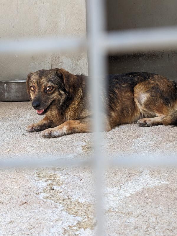 PICCOLA - cagnolina di 1 anno e mezzo - taglia piccola Foto 2